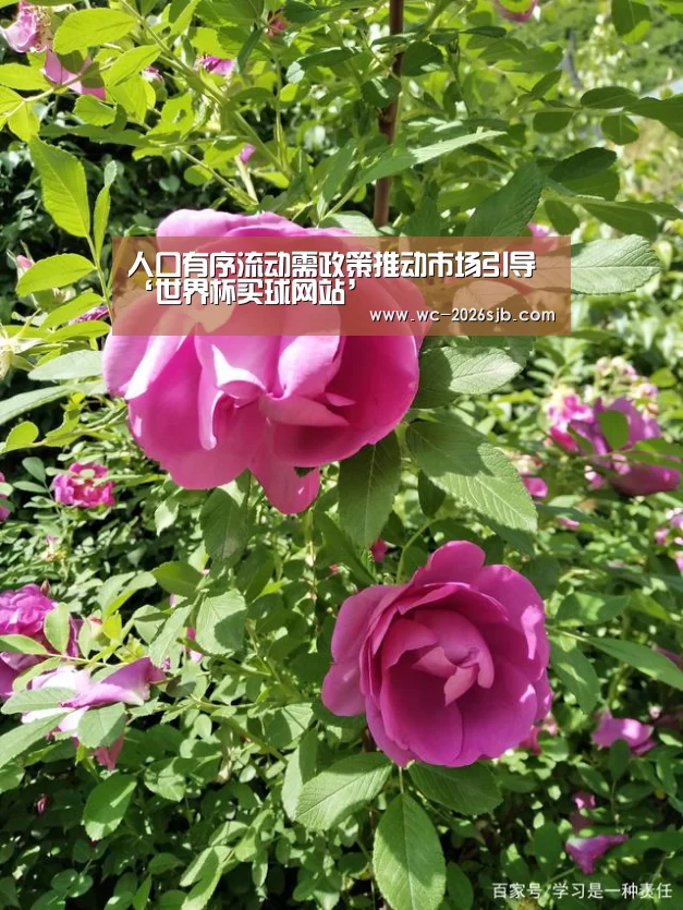 人口有序流动需政策推动市场引导‘世界杯买球网站’